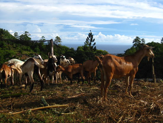 Un des quelques élevages de caprins aux Seychelles - © Mathieu Roger / Cirad