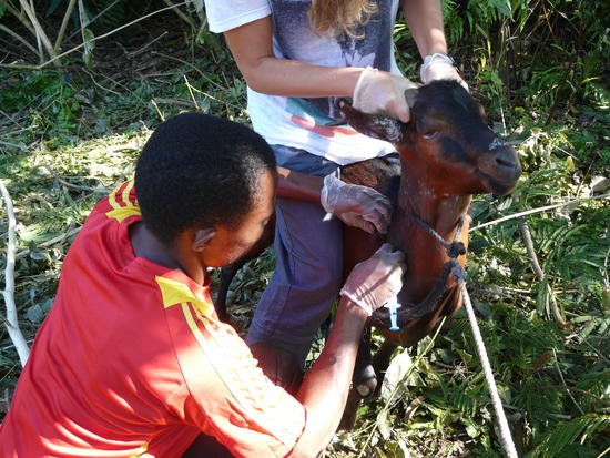 Vaccination d'un caprin - © Mathieu Roger / Cirad