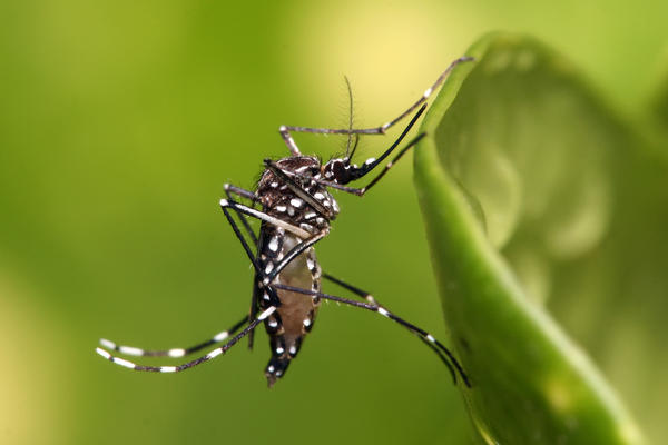 Aedes © Wikipedia
